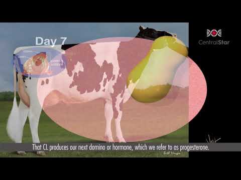 Anatomy of Cows: Insights into Their Unique Biology