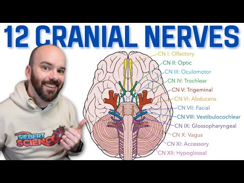 Cranial Nerve Anatomy: Structure and Function in Focus