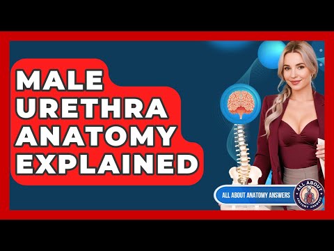 Male Urethra Anatomy: Structure and Function in Health