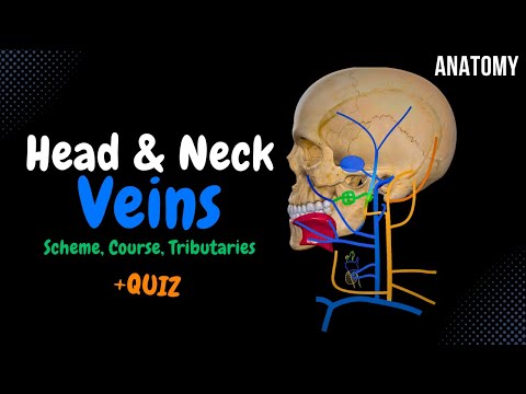 Anatomy of the Internal Jugular Vein and Its Importance