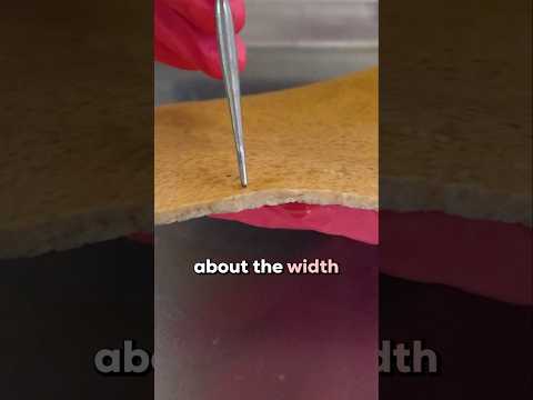 Unveiling the Complex Anatomy of Skin Models in Science