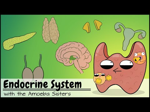 Engaging Science of the Endocrine System and Hormonal Balance