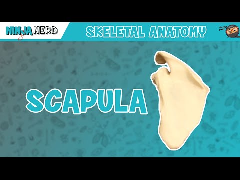 Anatomy of the Scapula in Human Movement and Function