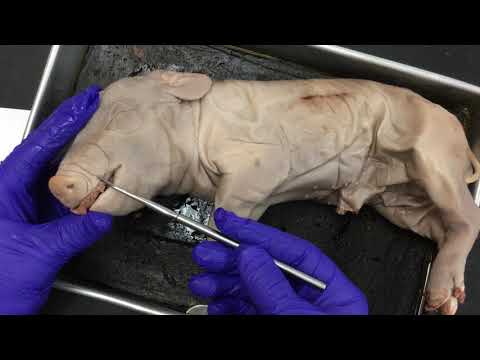External Anatomy of Swine in Scientific Research and Outreach