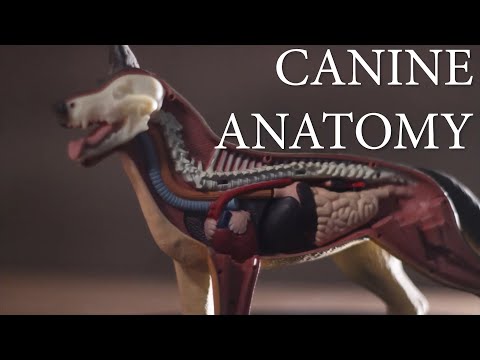 Canine Bone Anatomy: A Scientific Perspective on Structure and Function