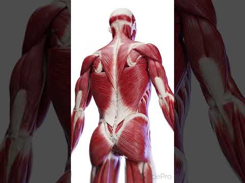 Unveiling the Complexity of Back Body Anatomy