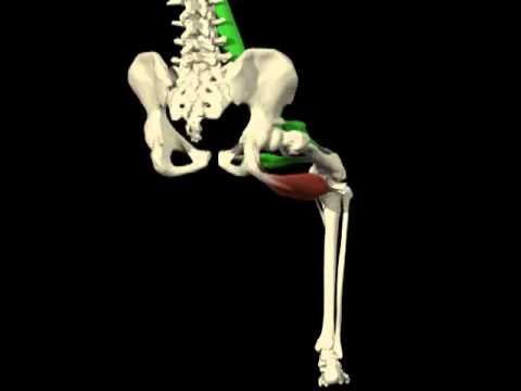 Hamstring Anatomy: Structure and Function in Movement