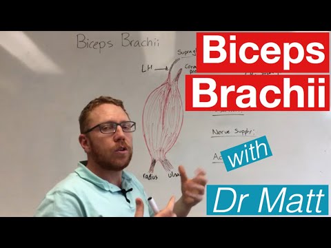 Biceps Muscle Anatomy for Science Enthusiasts and Students