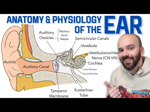 Anatomy of the Ear: A Scientific Illustration Journey
