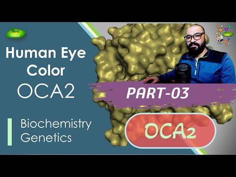 Role of the OCA2 Gene in Eye Color Variation and Health