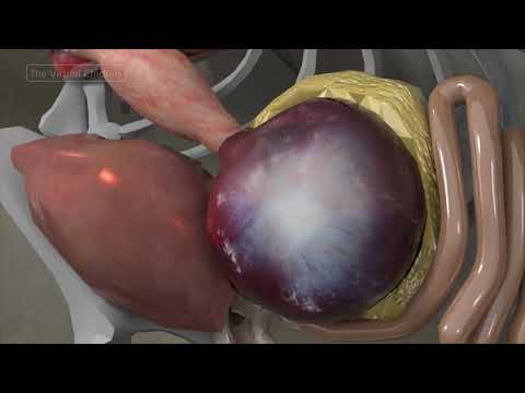 Anatomy of Chickens: Insights into Their Biological Structure