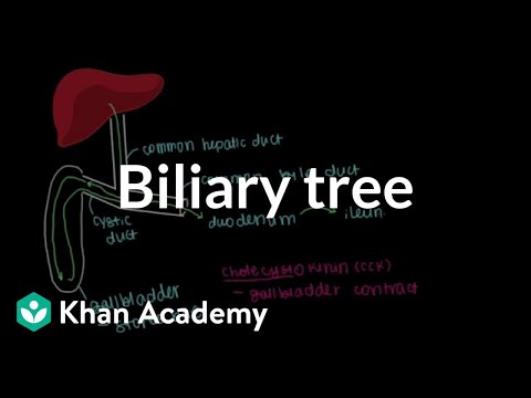 Biliary Tree Anatomy and Its Role in Digestive Health