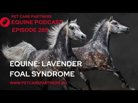 Advancements in Research on Lavender Foal Syndrome