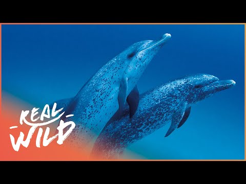 Dolphin Behavior Insights from Scientific Research