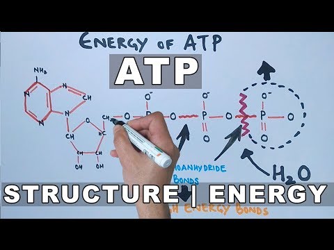 Molecular Structure of Oil and Its Role in Energy Dynamics