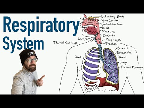 Lung Anatomy Diagram for Science Enthusiasts and Students