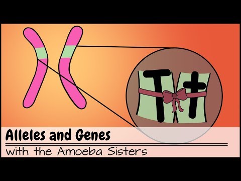 The Role of Recessive Genes in Genetic Diversity