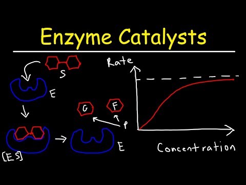 Enzyme Kinetics: Unraveling the Science of Biological Catalysts
