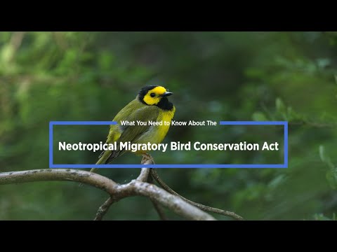Innovative Approaches to Bird Conservation and Outreach