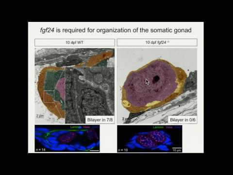 Gene SHOX: Unraveling Its Role in Growth and Development