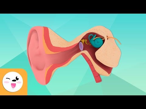 Anatomy of the Human Ear: Parts and Their Functions