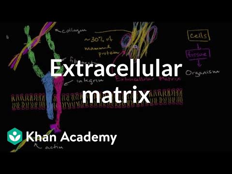 Advancements in ECM Cell Biology and Its Scientific Implications