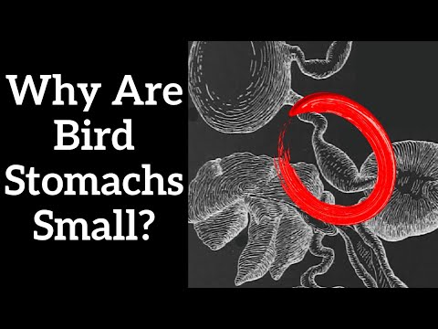 Bird Digestive Anatomy: Unique Adaptations for Survival