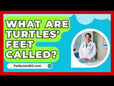 Tortoise Anatomy: Insights into Their Unique Adaptations
