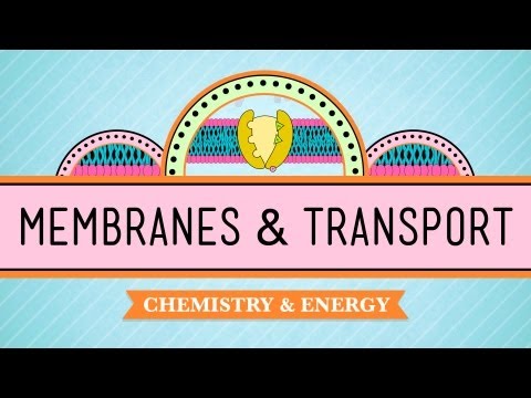 Cell Membrane versus Plasma Membrane in Cell Biology