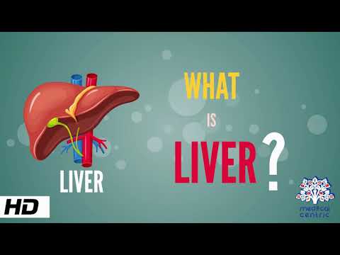 Liver Anatomy: Structure and Function in Human Health
