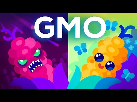 Examples of Genetically Modified Organisms in Our Food Supply