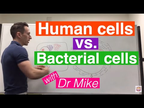 Comparing Eukaryotic and Prokaryotic Cell Functions