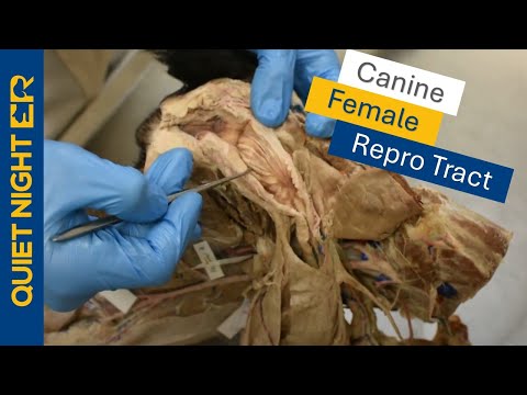 Canine Female Anatomy: A Focus on Health and Reproduction
