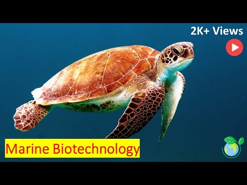 Advancements in Marine Biotechnology for Sustainable Solutions
