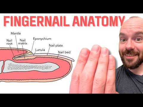 Nail Bed Anatomy: Structure and Function in Human Health