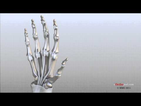 Anatomy of the Hand and Wrist: A Scientific Perspective