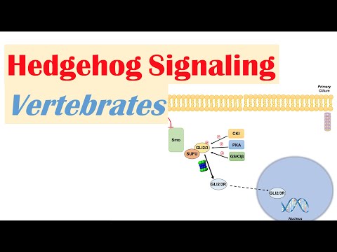 The Sonic Gene: Insights into Hedgehog Signaling Pathways