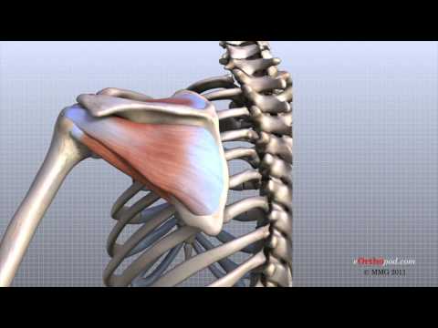 Biomechanics of the Shoulder Joint Muscles and Their Functions