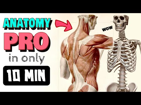 Anatomy Fundamentals for Sculptors and Artists