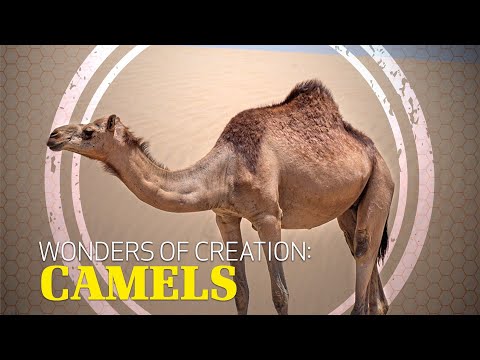 The Unique Anatomy of Camels in Desert Adaptation