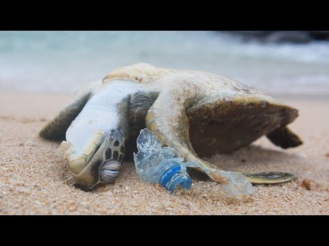 Ocean Pollution: Challenges and Solutions for a Cleaner Future