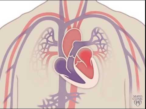 The Heart: Engine of the Human Body's Circulatory System