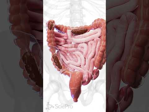 Visualizing Stomach Muscles: A Scientific Diagram Guide
