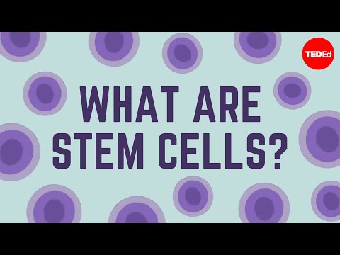 Multipotency: Unraveling the Potential of Stem Cells