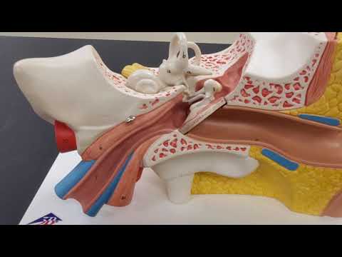Anatomy of the Outer Ear: Structure and Function Explained