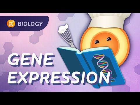 The Role of Constantly Expressed Genes in Organism Function