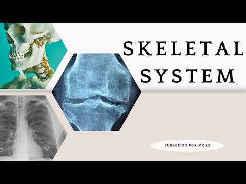 Unraveling the Complexities of the Human Skeletal System