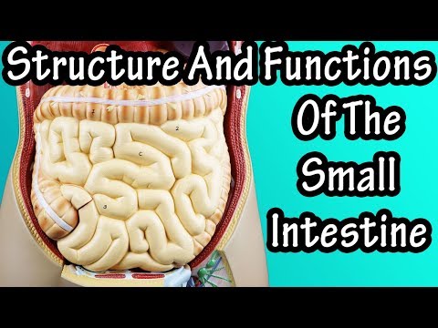 The Complex Structure and Function of the Small Intestine