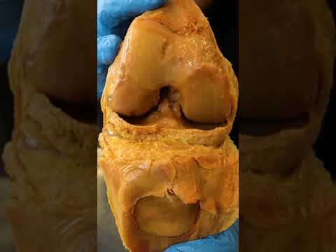 Anatomy of the Right Leg: A Scientific Exploration