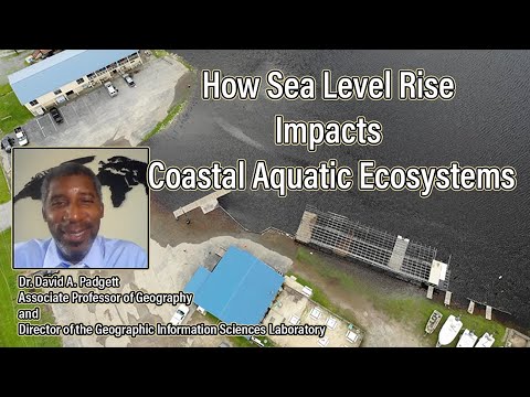 Sea Level Rise and Its Effects on Coastal Ecosystems